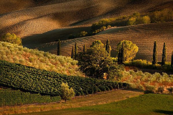Jones, Adam 아티스트의 Afternoon light on vineyard and olive trees-Tuscany region of Italy작품입니다.